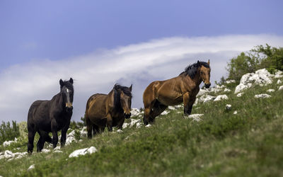 Horses on a field