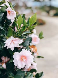 Close-up of white flowering plant