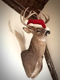 Close-up of deer hanging against white wall