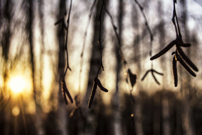 Close-up of twigs