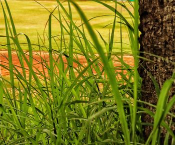 Close-up of fresh green grass in field