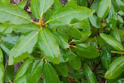 Full frame shot of fresh green leaves