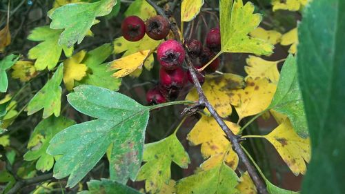 Close-up of fruit on plant