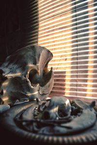 Close-up of a dog looking through window