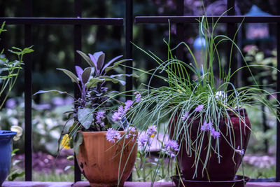 Close-up of purple flowers