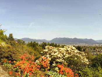 Scenic view of flowering plants and trees against sky