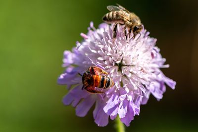 Close-up of bee pollinating on purple flower