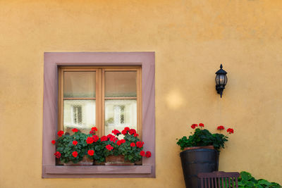 Potted plant against window of building