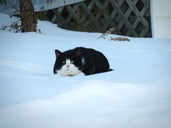 White cat looking away