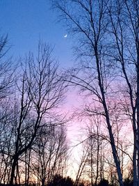 Low angle view of bare trees against sky