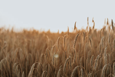 Close-up of stalks in field against clear sky