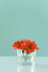 Close-up of red flower in vase on table