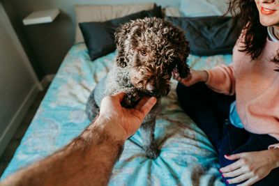 Cropped hand of man touching dog on bed