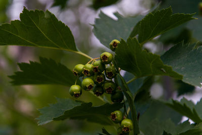 Close-up of fruits on tree