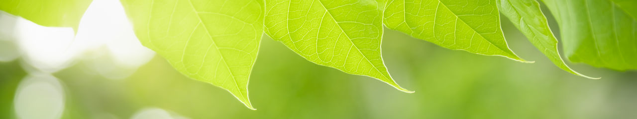 Close-up of fresh green leaves