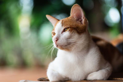 Close-up of a cat looking away