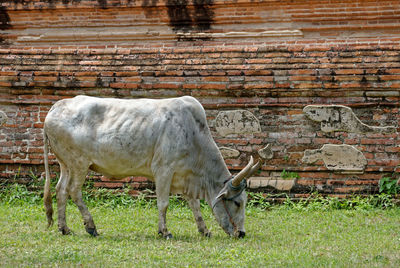 Cow grazing on grassy landscape