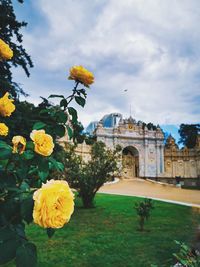 Yellow flowering plants against sky