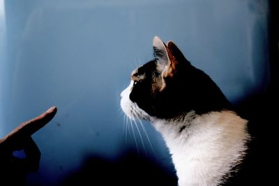 Close-up of a cat