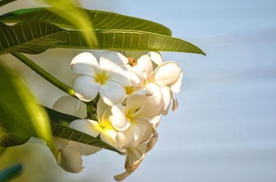 Close-up of fresh white flowers against sky