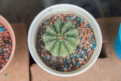 High angle view of succulent plant in pot