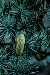 Close-up of plant