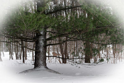 Trees in forest