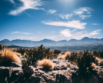 Plants growing on land against sky