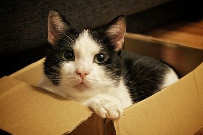 Close-up portrait of cat on sofa at home