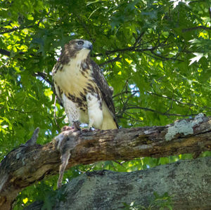 Low angle view of eagle perching on tree