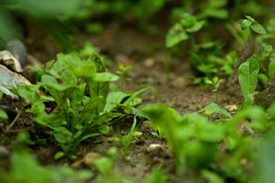 Close-up of fresh green plant