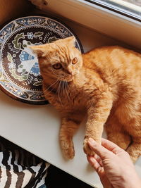 High angle view of woman hand with cat