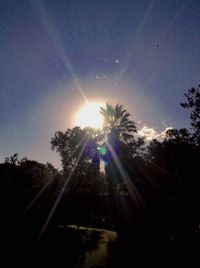 Sun shining through trees