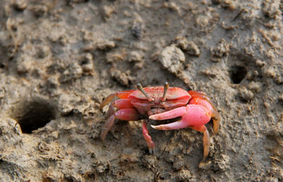 Close-up of crab on sand