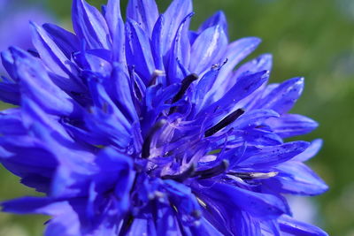 Close-up of blue flower