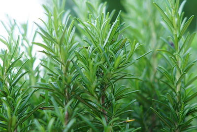 Close-up of fresh green plants of rosemary 