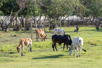 Horses grazing in a field