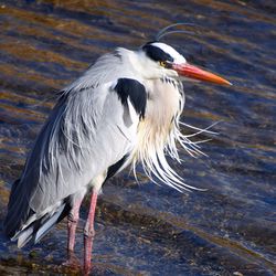 Close-up of a bird