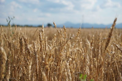 Wheat field against sky