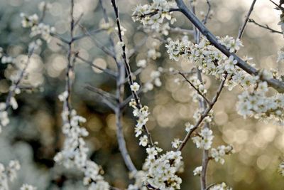 Close-up of cherry blossoms in spring