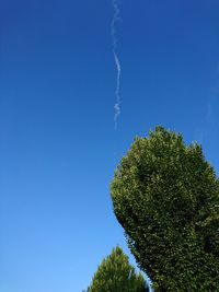 Low angle view of tree against blue sky