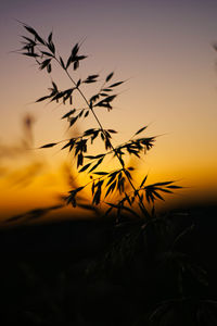 Silhouette plants against sunset sky