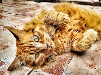 Close-up of ginger cat lying on floor