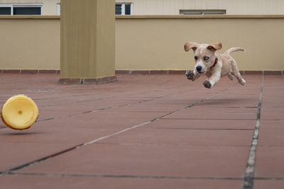 View of puppy running