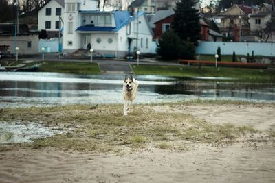 Portrait of dog in water