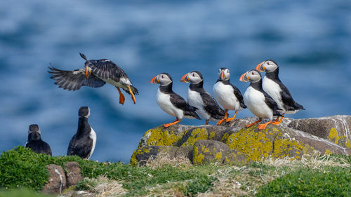 Flock of puffins perching on rock