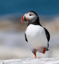 Close-up of puffin on rock during sunny day