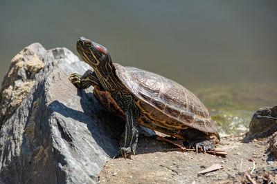 A beautiful red-eared slider turtle leaning against a rock.