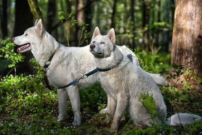 View of two dogs on land