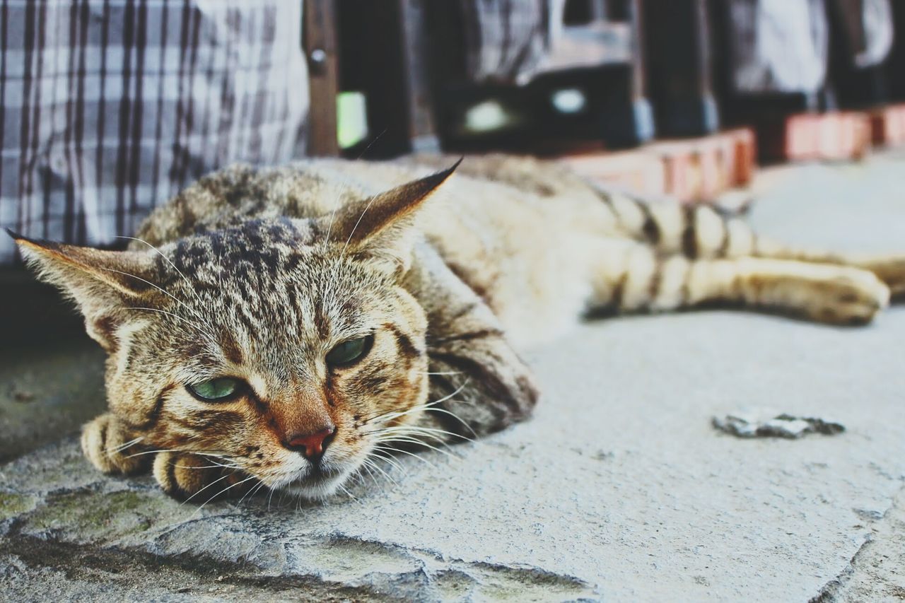 domestic cat, animal themes, one animal, cat, feline, mammal, pets, domestic animals, whisker, relaxation, focus on foreground, lying down, portrait, close-up, looking at camera, resting, tabby, sitting, day